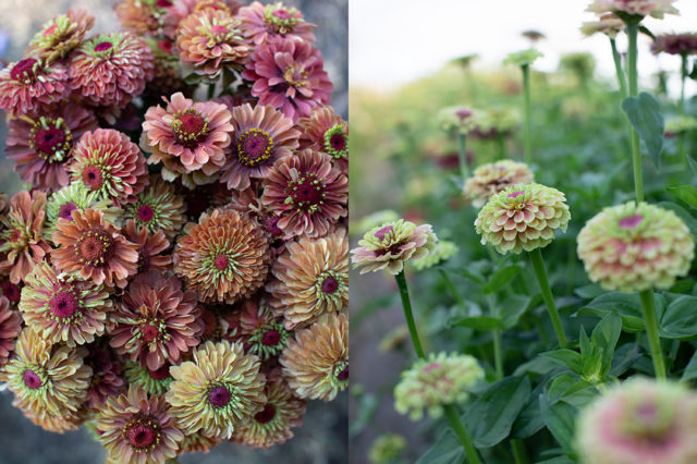 queen lime orange zinnias