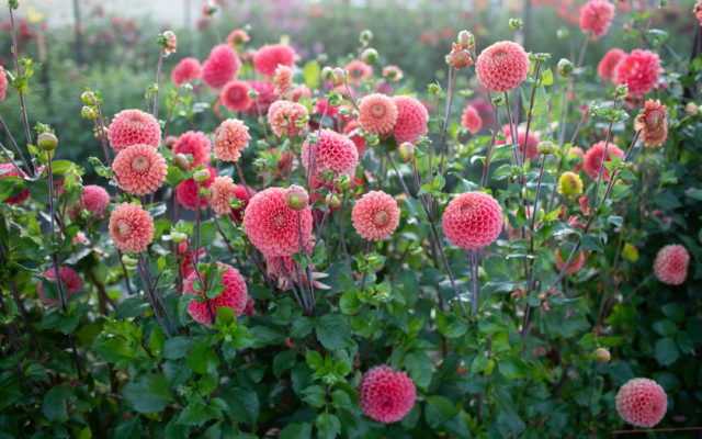 Floret dahlia field