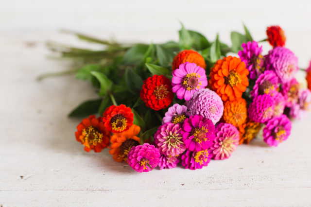 zinnias