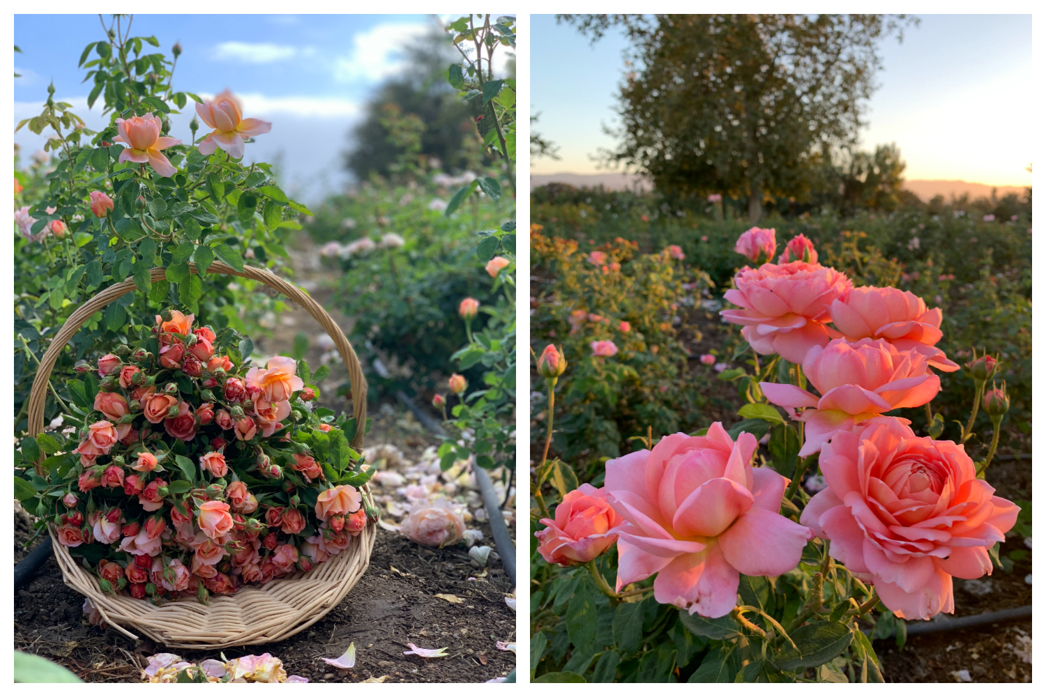 the {farmer} & the florist interview: grace rose farm - floret flowers