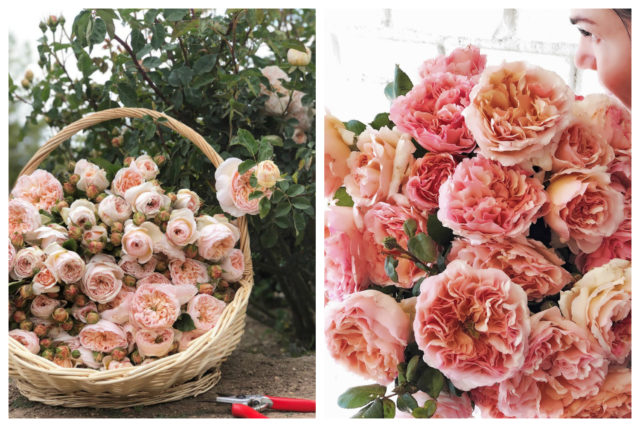 The Farmer The Florist Interview Grace Rose Farm Floret Flowers