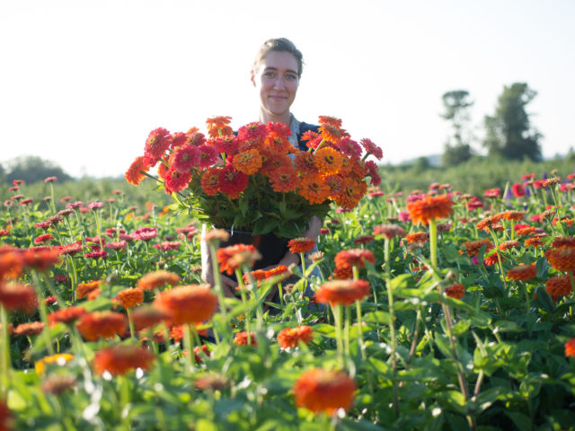 Erin Benzakein with an armload of harvested zinnias in a field of zinnias