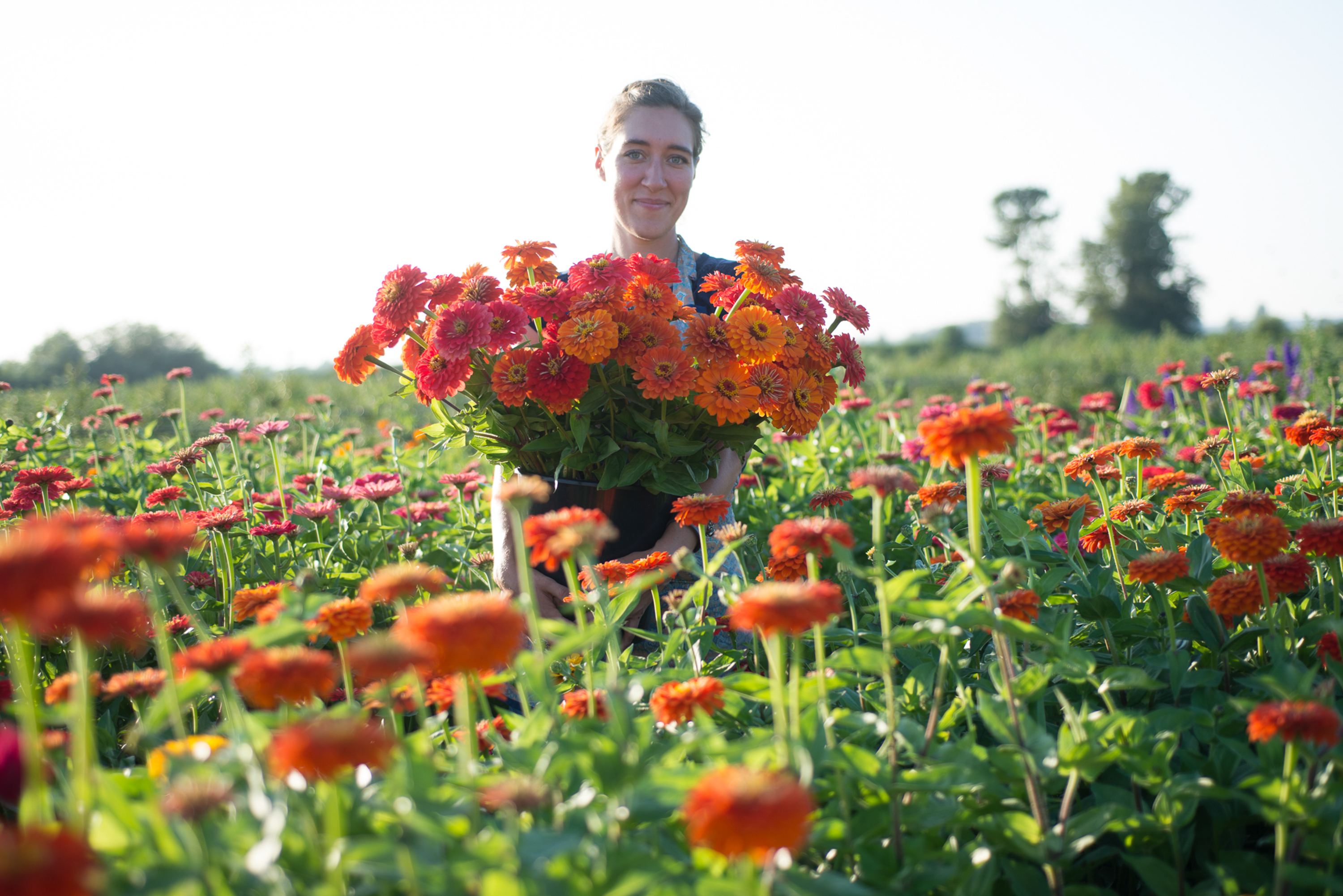 Erin Benzakein with an armload of harvested zinnias in a field of zinnias