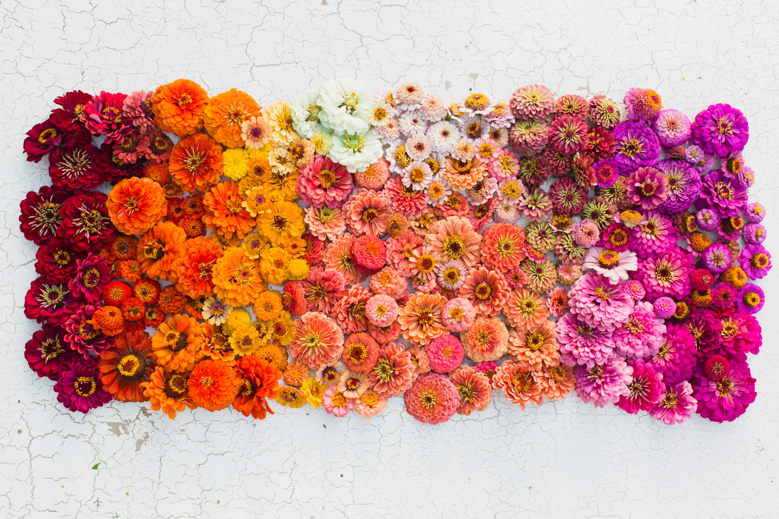 Zinnia blooms arranged in a rainbow