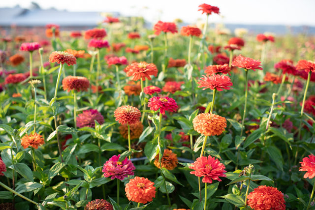 field of zinnias