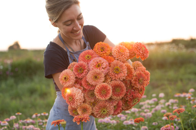 armload of salmon coral colored zinnias