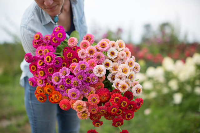 armload of zinnias