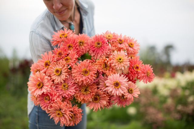 cactus zinnias