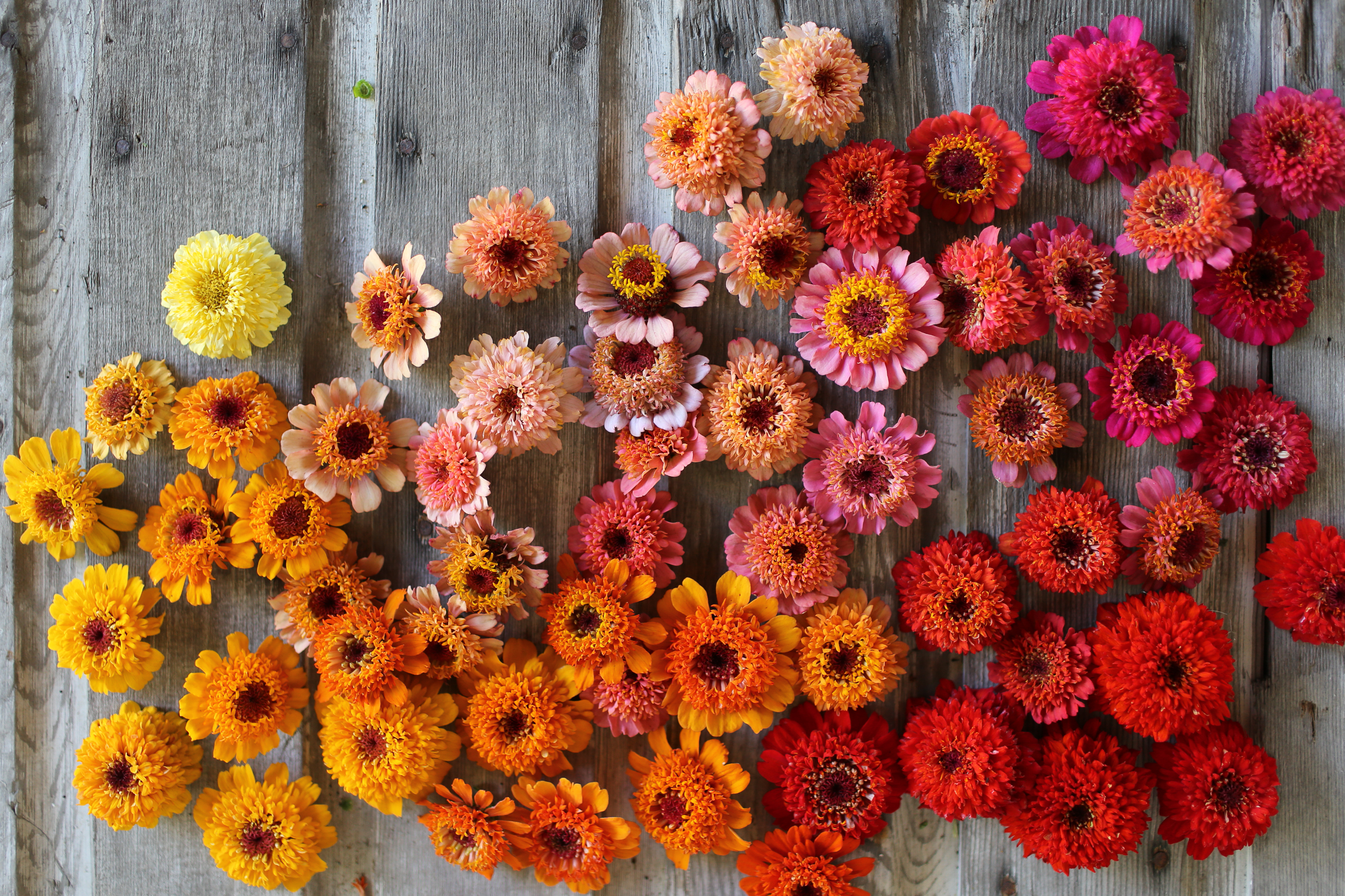 Gradient of zinnia blooms