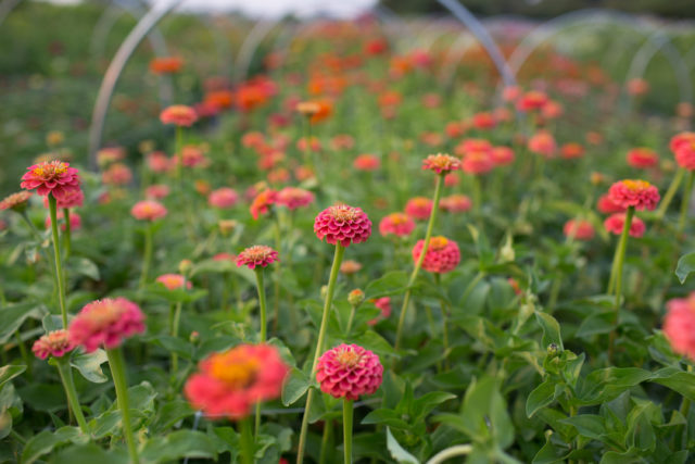 zinnias in flower field