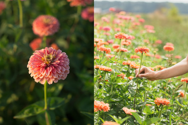 Field of zinnias at Floret Flower Farm