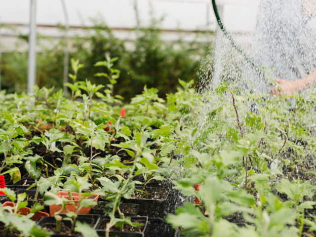 Watering seedlings in the Floret greenhouse