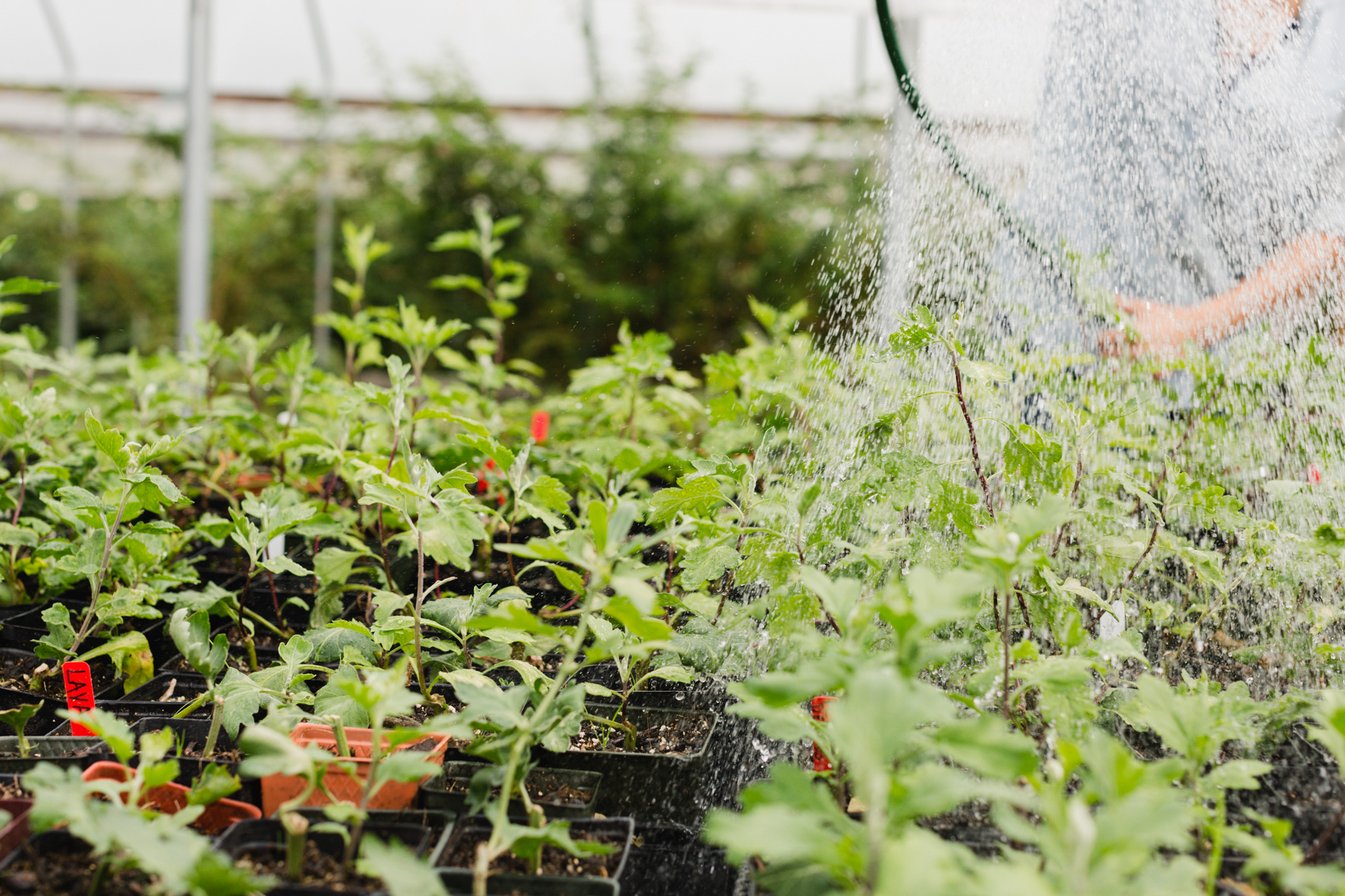 Watering seedlings in the Floret greenhouse