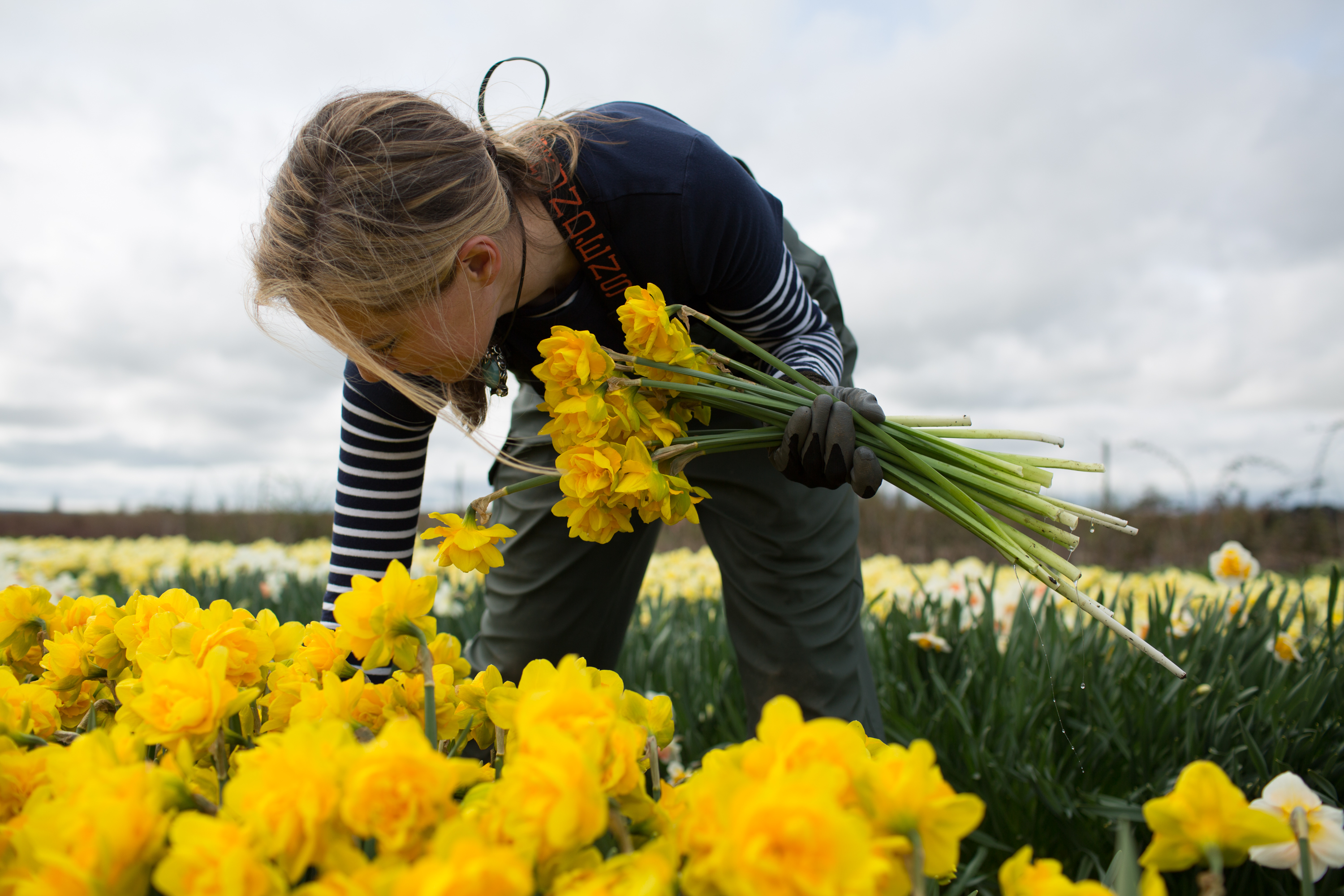 Erin Benzakein harvesting daffodils