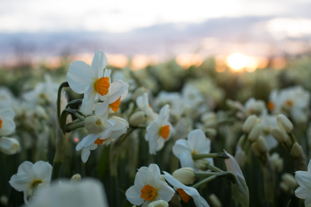 Daffodils at dusk in Floret