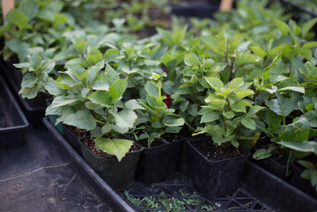 plants growing in greenhouse