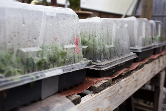 Trays of flower cuttings with plastic domes on greenhouse heat mats
