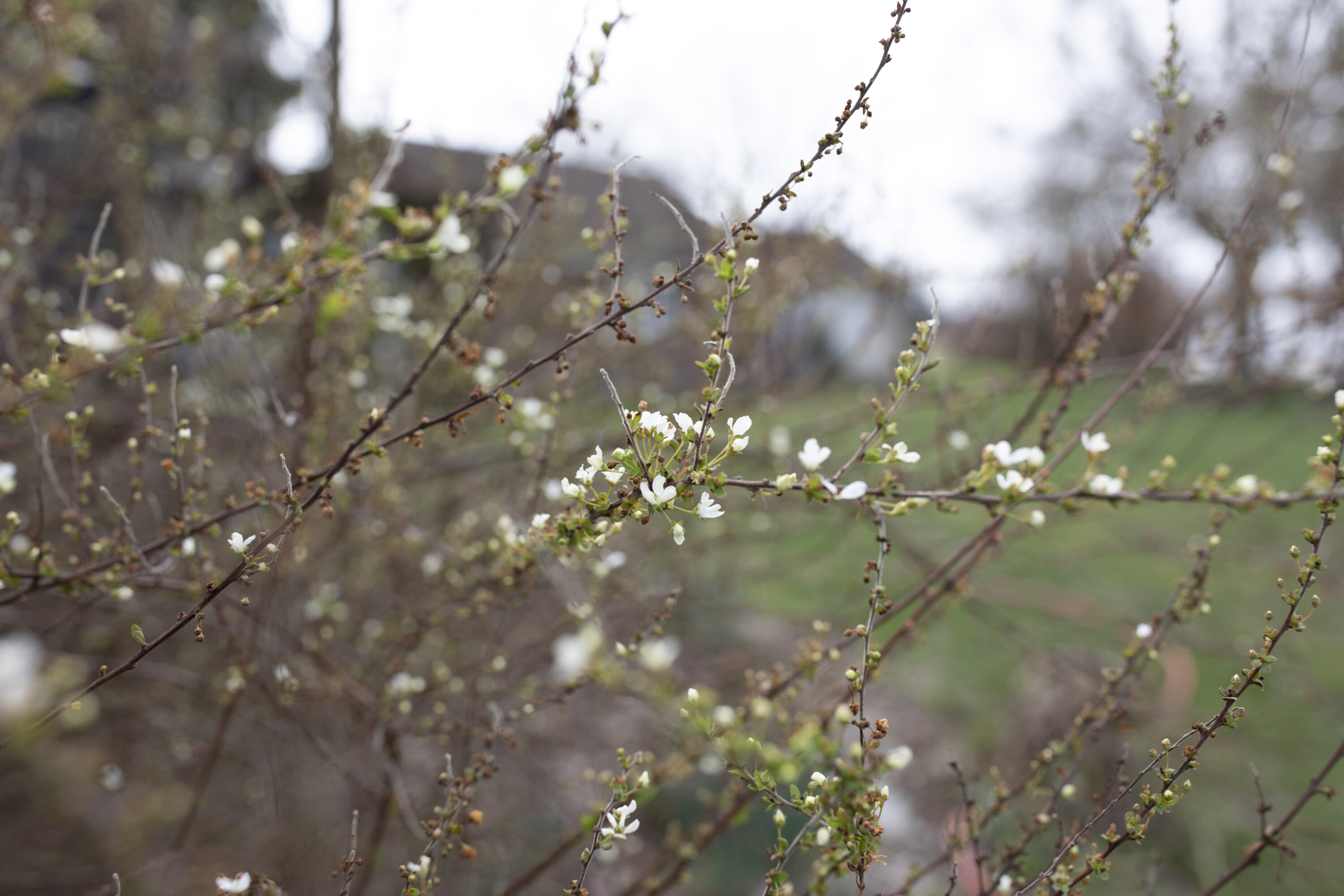 Spring at Floret Flower Farm Week 13 Flowers