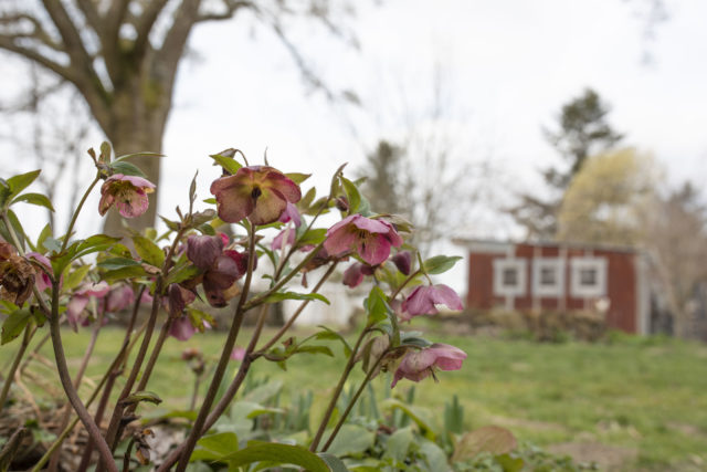 Hellebores at Floret Flower Farm