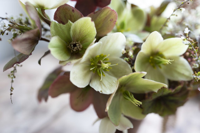 Hellebores for A Year in Flowers Week 13