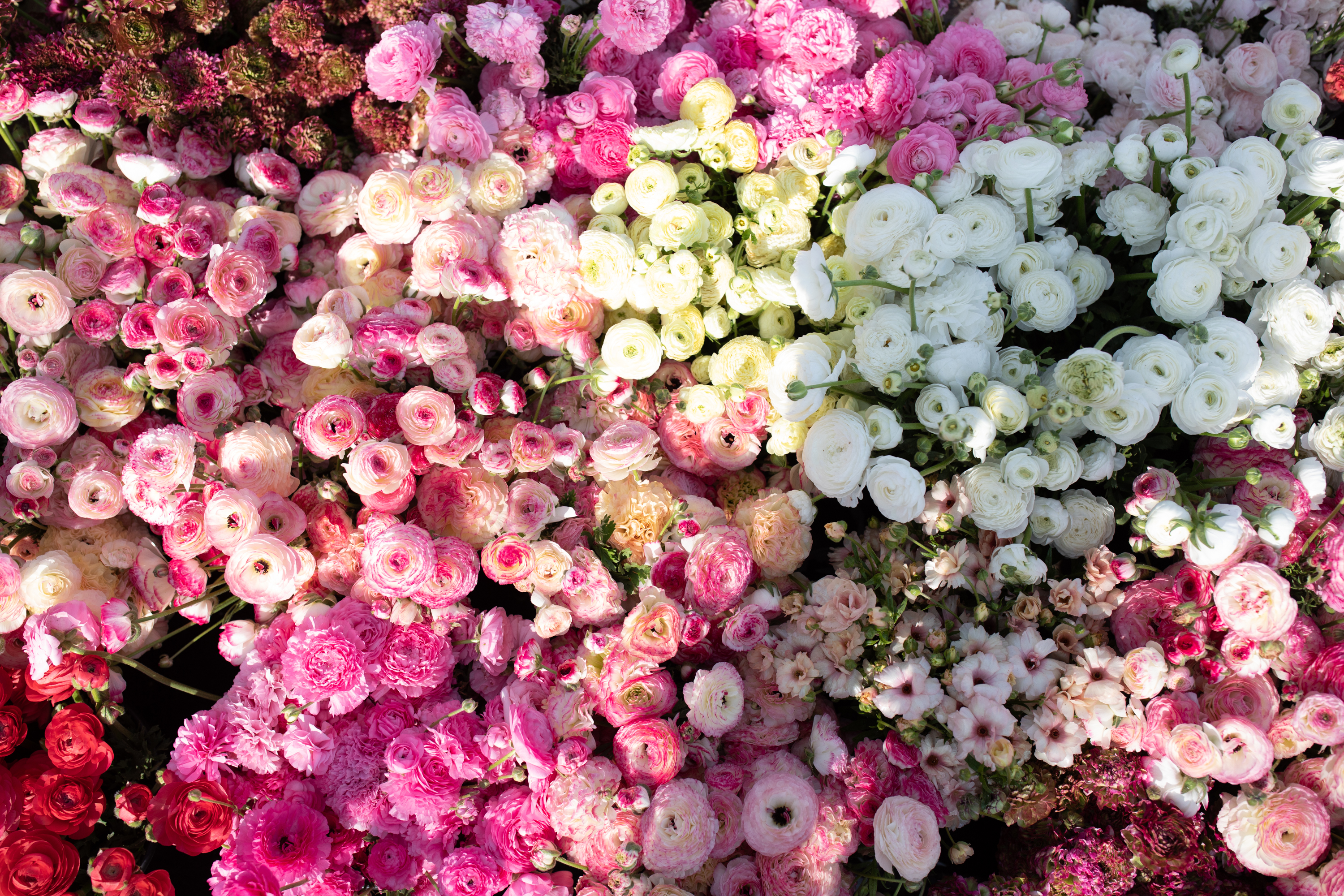 ranunculus from floret