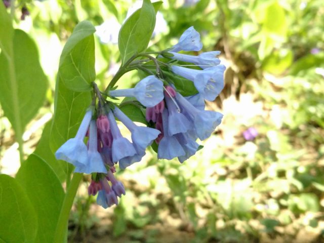 Floret A Year In Flowers