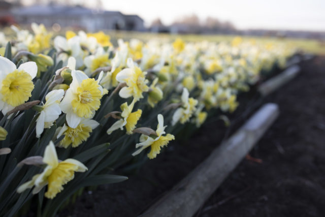 A Week In Flowers Daffodils at Floret Farm Week 14