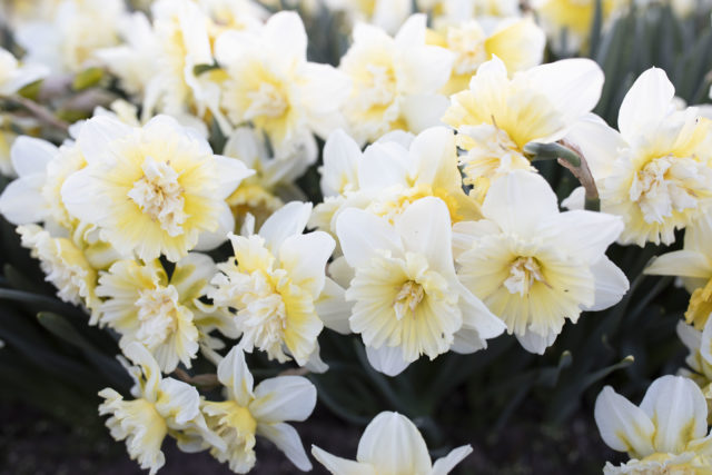 Daffodils in bloom at Floret Flower Farm A Year in Flowers Week 14