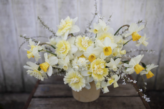 Daffodil and narcissus bouquet from Floret Flower Farm A Year in Flowers Week 14