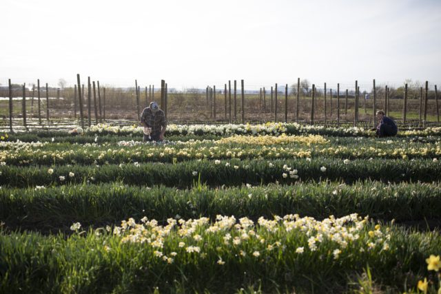 daffodils in bloom at Floret