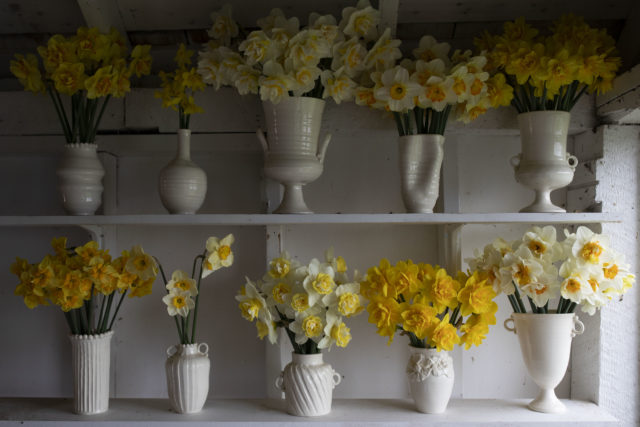 Daffodils in Frances Palmer Vases