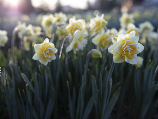Daffodils at Floret