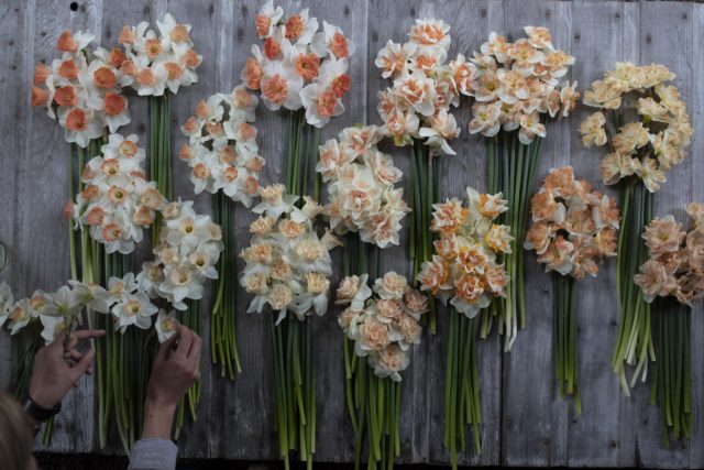 Floret narcissus peach varieties