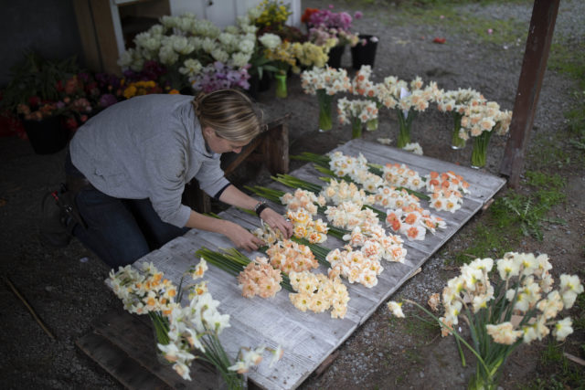 Erin of Floret arranging peach daffodils