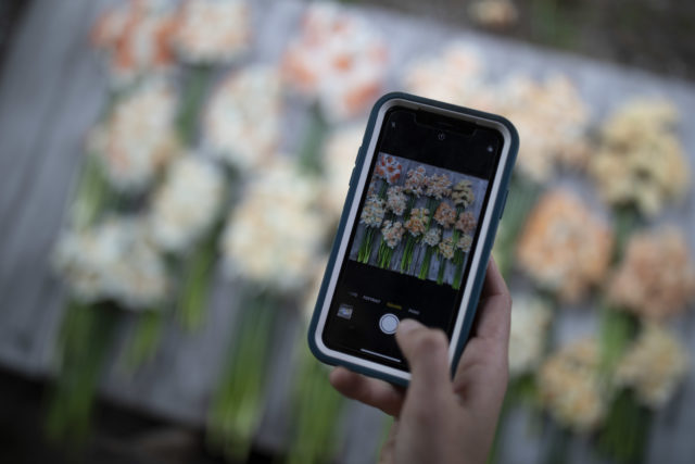 Floret shooting daffodils for Instagram