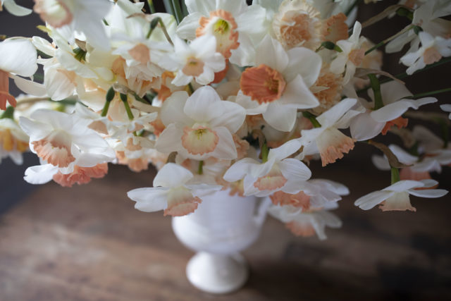 Close up of narcissus daffodils with peach centers