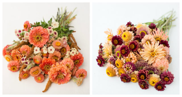 Floret Seed Collection Collage