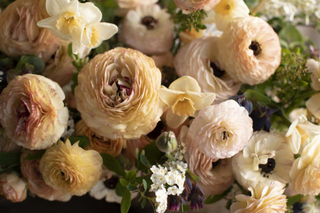 buttercream ranunculus