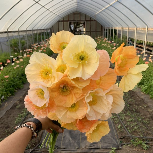 Iceland Poppies in spring at Floret