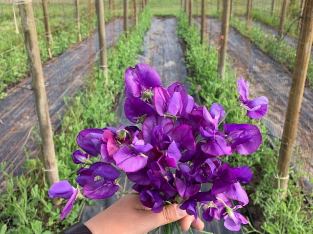 First sweet peas of 2019 at Floret