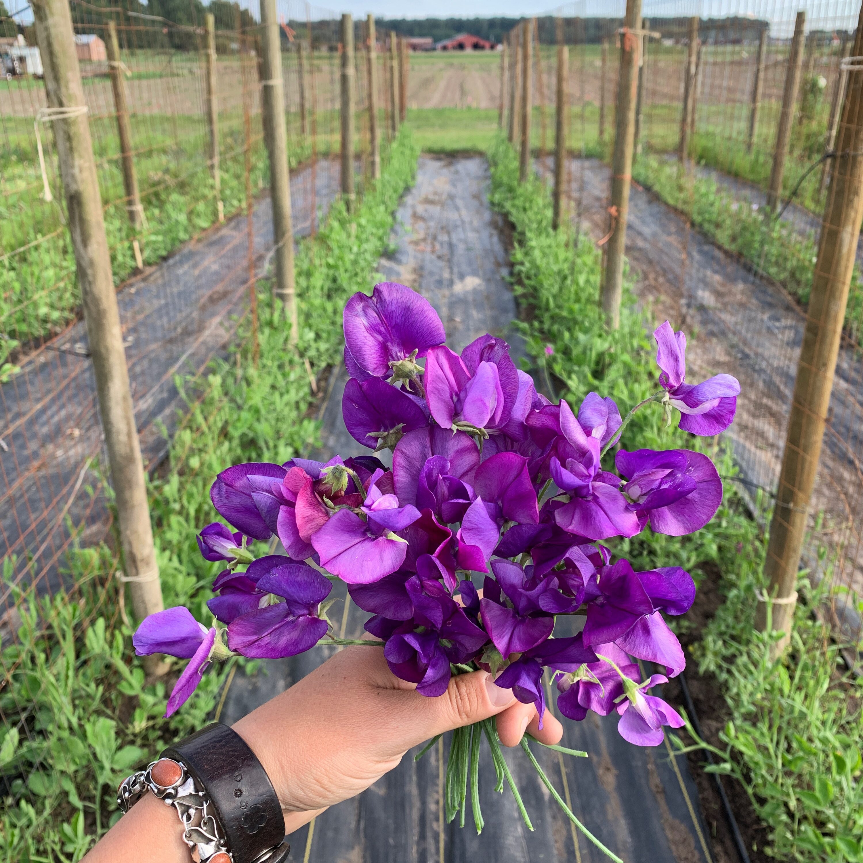 First sweet peas of 2019 at Floret