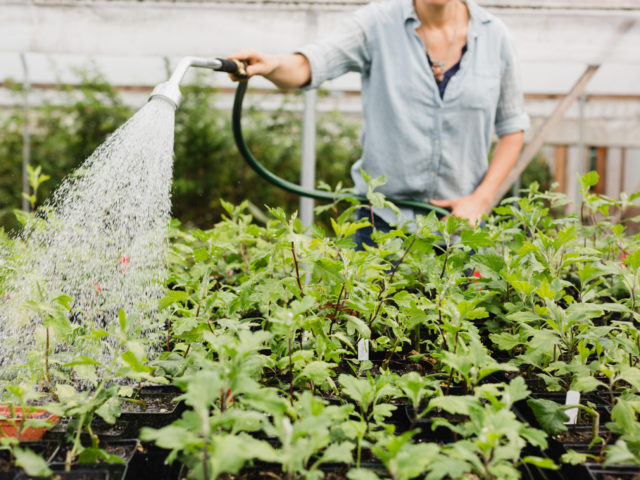Watering plants at Floret