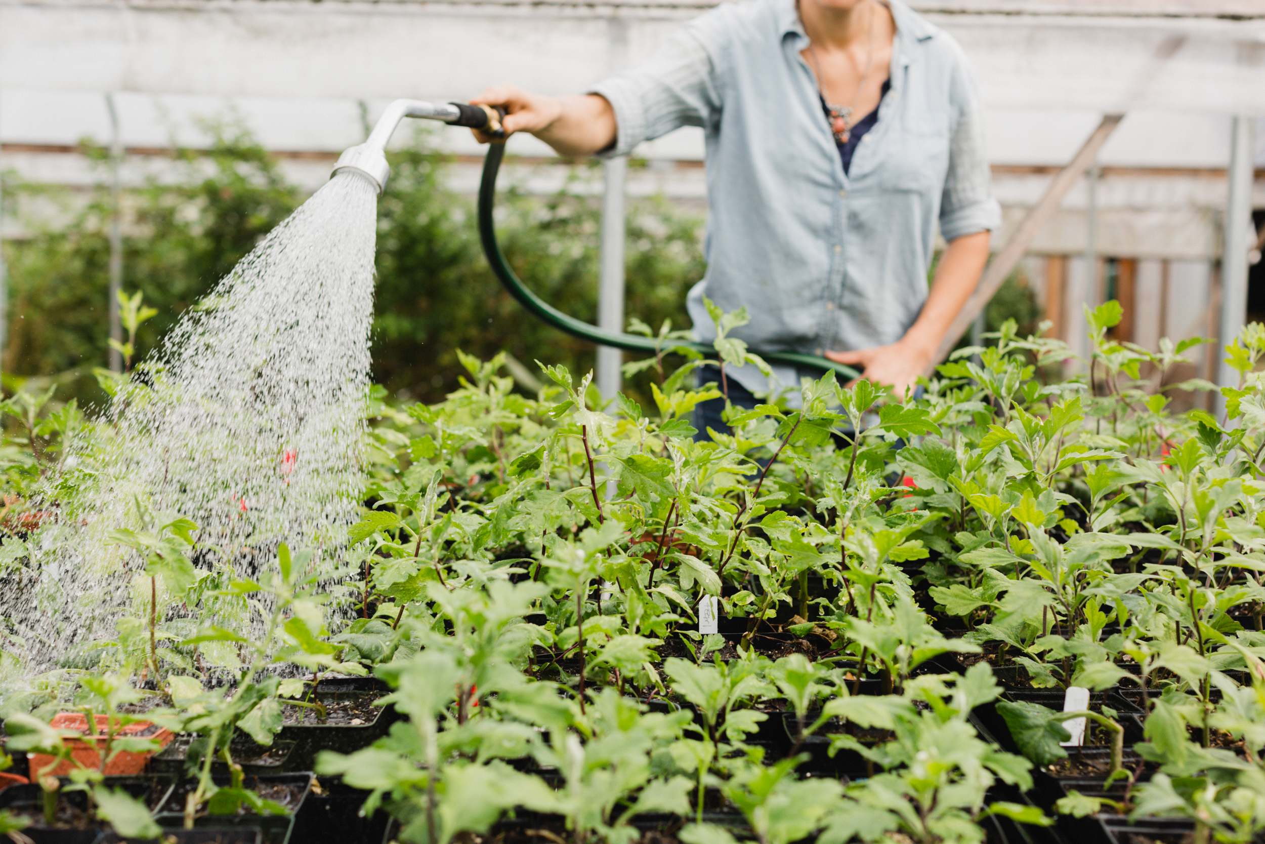 Watering plants at Floret