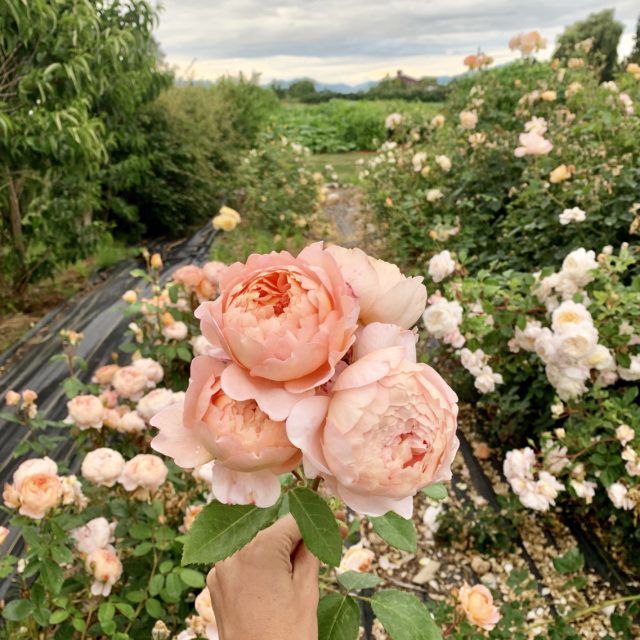 A Year in Flowers Garden Rose