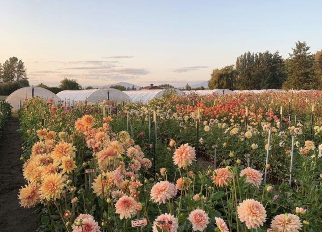 Floret dahlia field