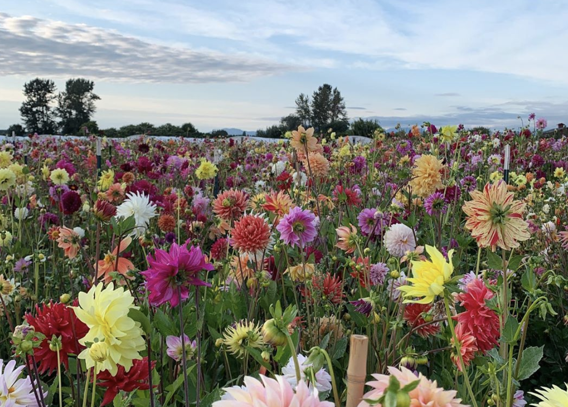 Floret dahlia field