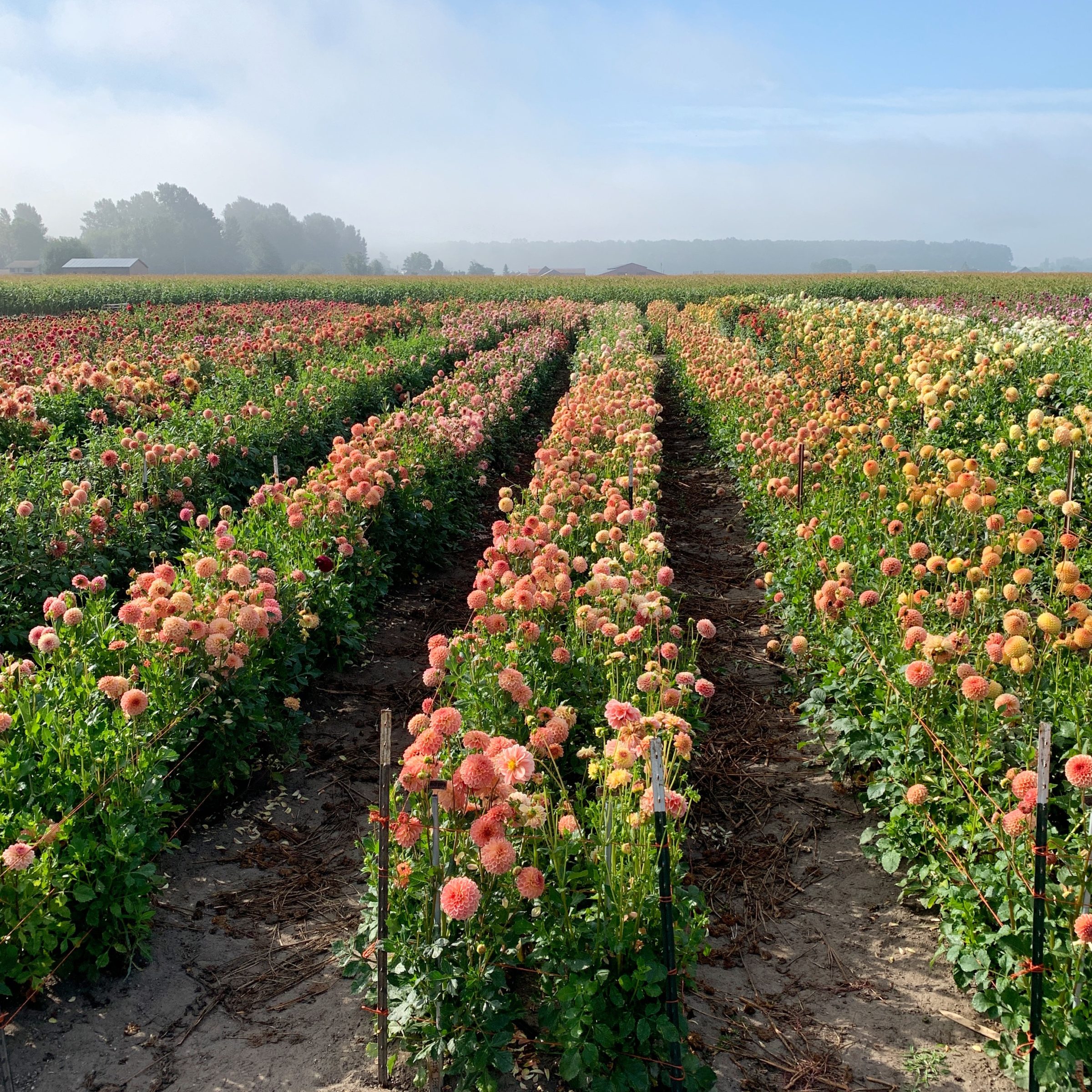 Floret field of dahlias