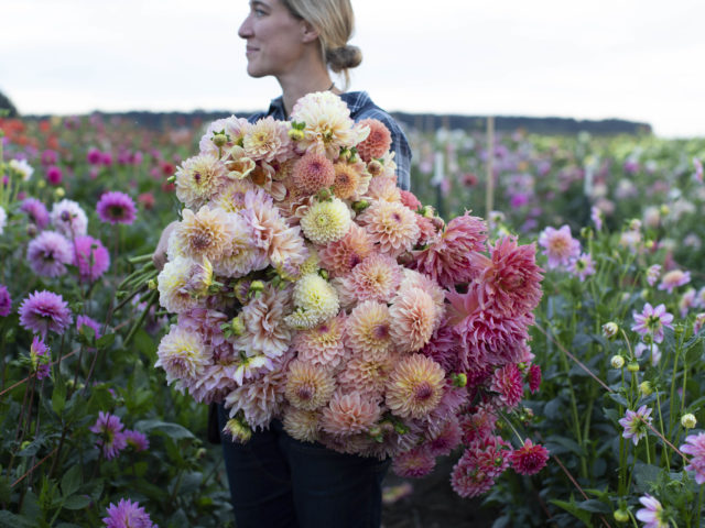 Erin Benzakein with an armload of dahlias