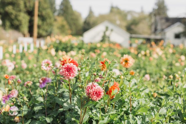 dahlia field