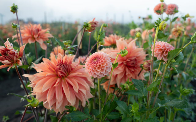 sherbet dahlias